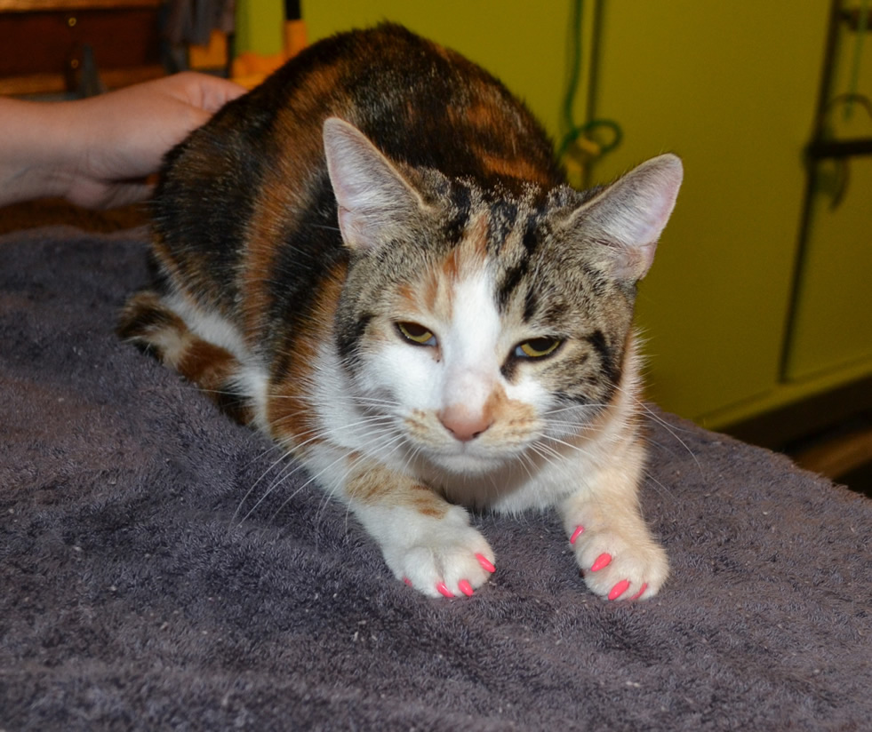 Gallery Kylies Cat Grooming Services Part 156