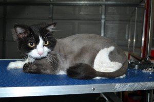 Maxims Prime is a Long Hair domestic. He had his fur shaved down, nails clipped, ears cleaned and a wash n blow dry.