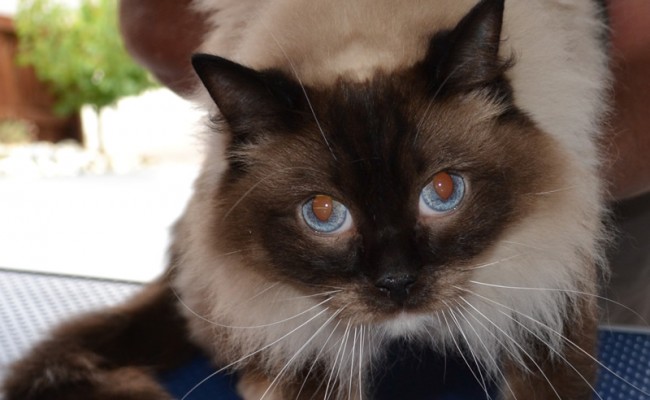 Jinks –  Before Photo – r Jinks – Ragdoll breed, all knots and mattered fur brushed out bottom and feet pads clipped. Pampered by Kylies Cat Grooming Services also all size dogs