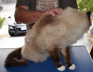 Jinks - Before Photo - r Jinks - Ragdoll breed, all knots and mattered fur brushed out bottom and feet pads clipped. Pampered by Kylies Cat Grooming Services also all size dogs