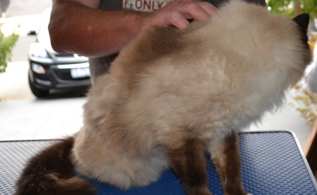 Jinks –  Before Photo – r Jinks – Ragdoll breed, all knots and mattered fur brushed out bottom and feet pads clipped. Pampered by Kylies Cat Grooming Services also all size dogs