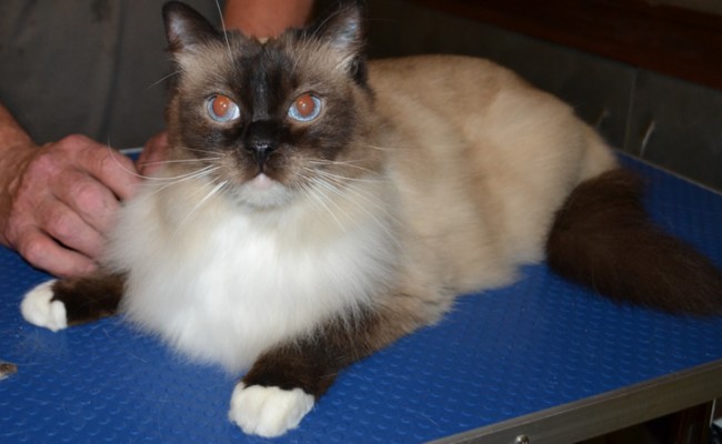 Jinks –  After Photo –  r Jinks – Ragdoll breed, all knots and mattered fur brushed out bottom and feet pads clipped. Pampered by Kylies Cat Grooming Services also all size dogs