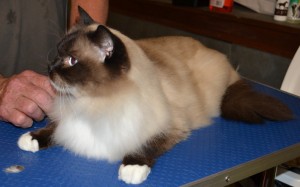 Jinks - After Photo r Jinks - Ragdoll breed, all knots and mattered fur brushed out bottom and feet pads clipped. Pampered by Kylies Cat Grooming Services also all size dogs