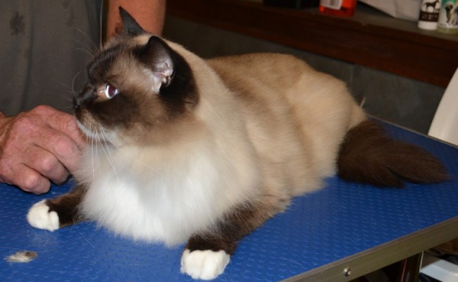 Jinks –  After Photo – r Jinks – Ragdoll breed, all knots and mattered fur brushed out bottom and feet pads clipped. Pampered by Kylies Cat Grooming Services also all size dogs