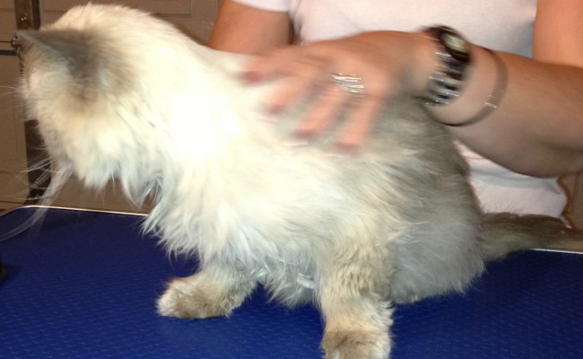 uffy is a Himalayan breed pampered by Kylies Cat Grooming Services Also All Size Dogs
