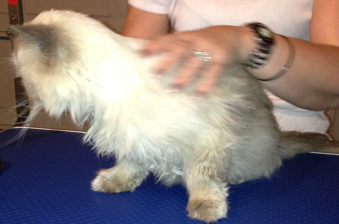 uffy is a Himalayan breed pampered by Kylies Cat Grooming Services Also All Size Dogs