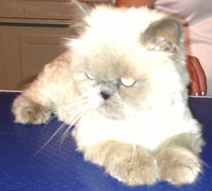 Fluffy is a Himalayan.Cared and groomed by Kylies cat grooming services, Contact Kylies Cat and small Grooming Services for more information.