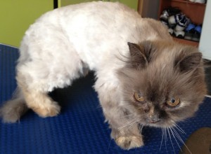 Milo is an 18 yr old Persian mixed pampered by Kylies Cat Grooming Services Also All Size Dogs