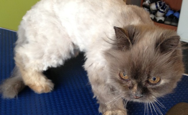 Milo is an 18 yr old Persian mixed pampered by Kylies Cat Grooming Services Also All Size Dogs