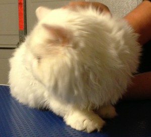 Mr Myagi is a Persian. Pampered by Kylies Cat Grooming Services Also All Dogs..