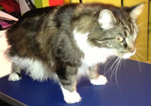 Persephone is a Maine Coon. Pampered by Kylies Cat Grooming services Also All Size Dogs.