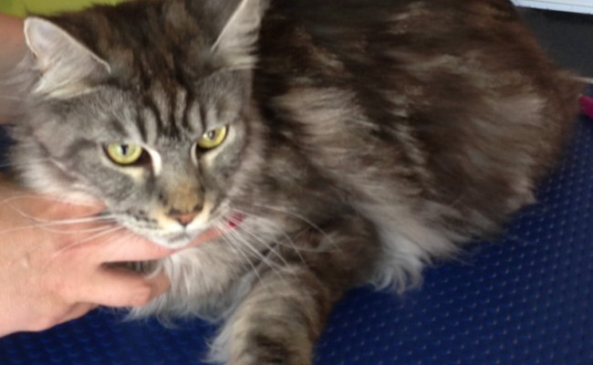 Tiberius is a Maine Coon. Pampered by Kylies Cat Grooming services Also All Size Dogs.