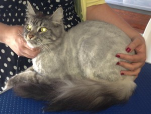 Tiberius is a Maine Coon. Pampered by Kylies Cat Grooming services Also All Size Dogs.
