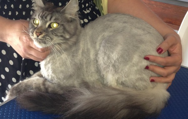 Tiberius is a Maine Coon. Pampered by Kylies Cat Grooming services Also All Size Dogs.