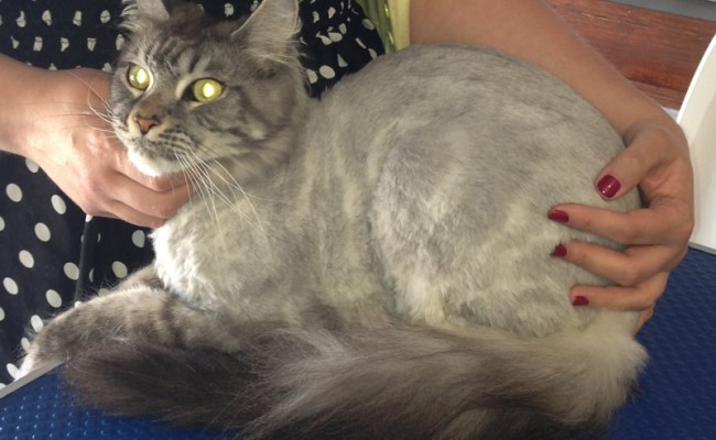 Tiberius is a Maine Coon. Pampered by Kylies Cat Grooming services Also All Size Dogs.