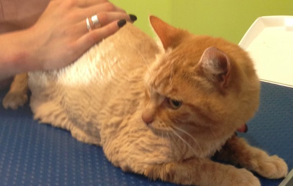 Bella is a domestic short haired cat with a thick coat and sheds a lot and has been pampered by Kylies cat Grooming Services Also All Size Dogs