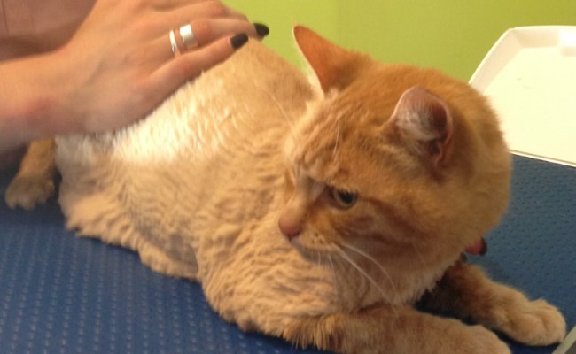 Bella is a domestic short haired cat with a thick coat and sheds a lot and has been pampered by Kylies cat Grooming Services Also All Size Dogs