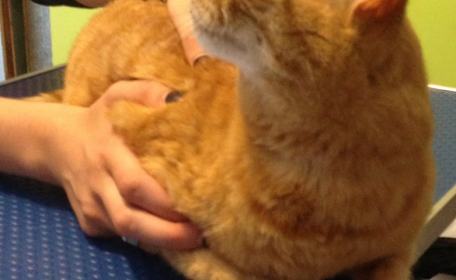 Bella is a domestic short haired cat with a thick coat and sheds a lot and has been pampered by Kylies cat Grooming Services Also All Size Dogs