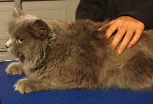 This is Buttermilk, Buttermilk is a long Haired British Blue that was so matted along her back and sides. Pampered by Kylies Cat Grooming Services Also All Size Dogs