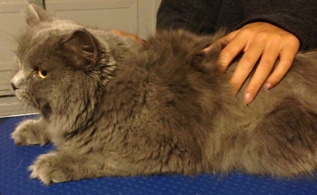 This is Buttermilk, Buttermilk is a long Haired British Blue that was so matted along her back and sides. Pampered by Kylies Cat Grooming Services Also All Size Dogs