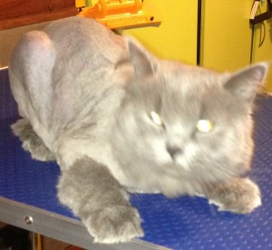 This is Buttermilk, Buttermilk is a long Haired British Blue that was so matted along her back and sides. Pampered by Kylies Cat Grooming Services Also All Size Dogs