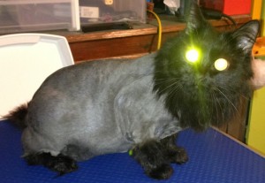 Coco is a 3 yr old Persian Mixed pampered by Kylies Cat Grooming Services Also All Size Dogs
