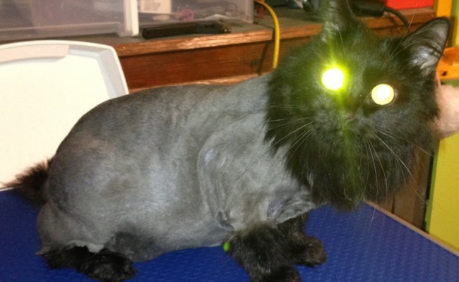 Coco is a 3 yr old Persian Mixed pampered by Kylies Cat Grooming Services Also All Size Dogs