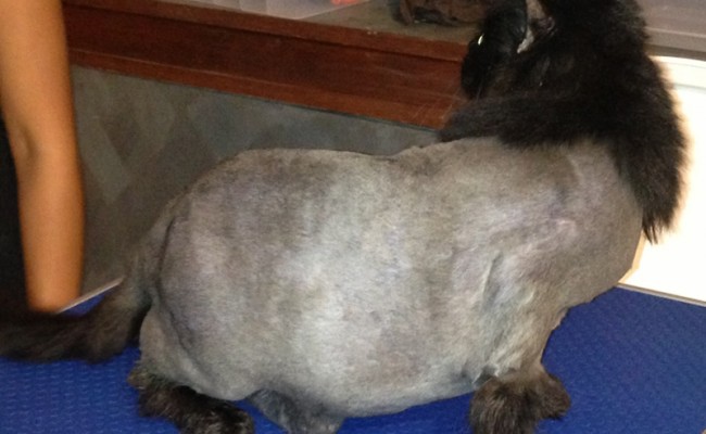Coco is a 3 yr old Persian Mixed pampered by Kylies Cat Grooming Services Also All Size Dogs