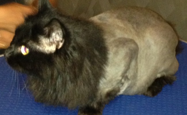 Coco is a 3 yr old Persian Mixed pampered by Kylies Cat Grooming Services Also All Size Dogs