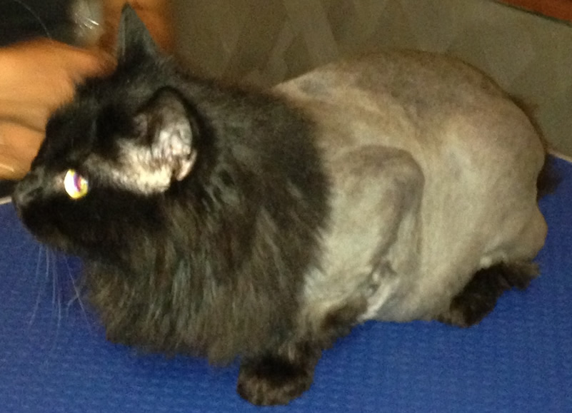 Coco is a 3 yr old Persian Mixed pampered by Kylies Cat Grooming Services Also All Size Dogs