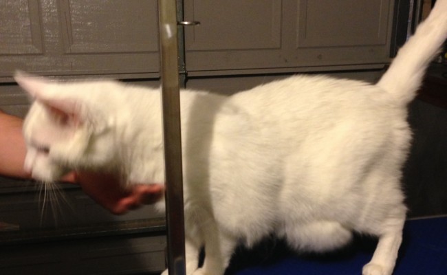 Cotton is a White Short Hair Domestic pampered by Kylies Cat Grooming Services Also All Size Dogs