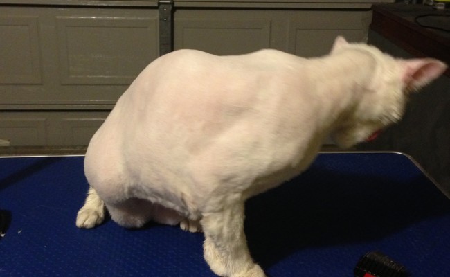 Cotton is a White Short Hair Domestic pampered by Kylies Cat Grooming Services Also All Size Dogs