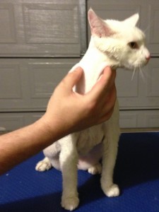 Cotton is a White Short Hair Domestic pampered by Kylies Cat Grooming Services Also All Size Dogs
