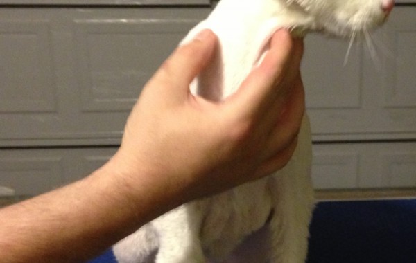 Cotton is a White Short Hair Domestic pampered by Kylies Cat Grooming Services Also All Size Dogs