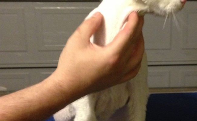 Cotton is a White Short Hair Domestic pampered by Kylies Cat Grooming Services Also All Size Dogs