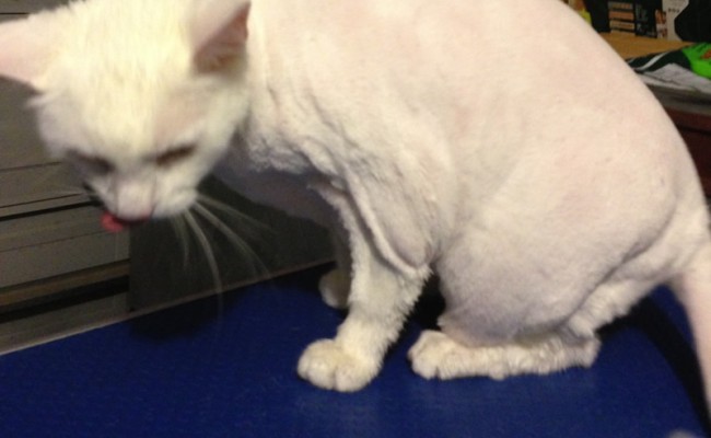 Cotton is a White Short Hair Domestic pampered by Kylies Cat Grooming Services Also All Size Dogs