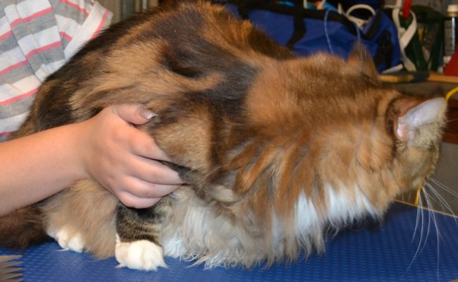 Before Shot – Diego is a MaineCoon Breed pampered by Kylies Cat Grooming Services and also all size dogs