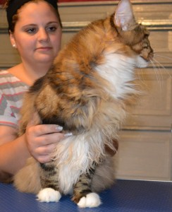 Before Shot - Diego is a MaineCoon Breed pampered by Kylies Cat Grooming Services and also all size dogs