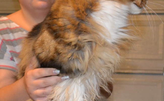 Before Shot – Diego is a MaineCoon Breed pampered by Kylies Cat Grooming Services and also all size dogs