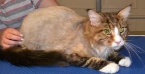 After Shot - Diego is a MaineCoon Breed pampered by Kylies Cat Grooming Services and also all size dogs