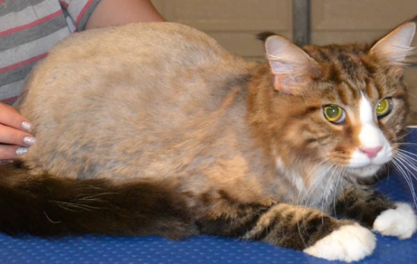 Diego is a Maincoon breed pampered by Kylies Cat Grooming Services also all size dogs