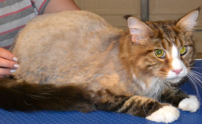 After Shot – Diego is a MaineCoon Breed pampered by Kylies Cat Grooming Services and also all size dogs