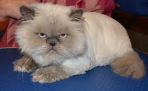 uffy is a Himalayan breed pampered by Kylies Cat Grooming Services Also All Size Dogs