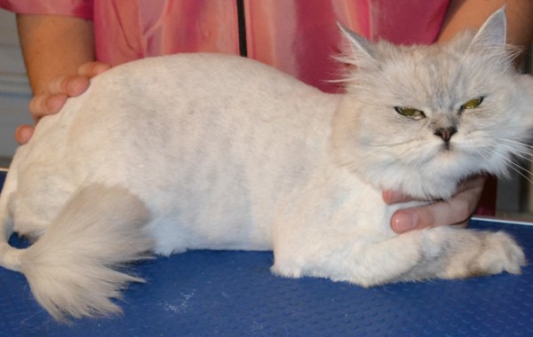 Geisha is a Chinchilla breed pampered by Kylies Cat Grooming Services also all size dogs