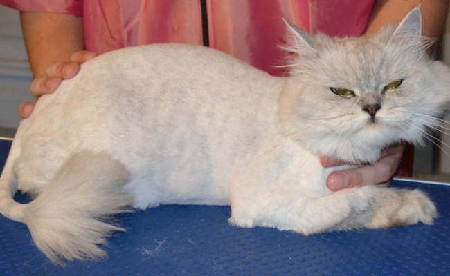 Geisha is a chinchilla breed pampered by Kylies Cat Grooming Services and also all size dogs
