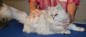 Geisha is a chinchilla breed pampered by Kylies Cat Grooming Services and also all size dogs
