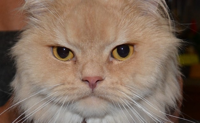 King – Persian breed, pampered by Kylies Cat Grooming Services Also All Size Dogs