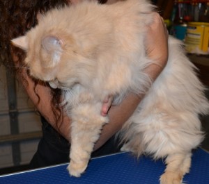 King - Persian breed, pampered by Kylies Cat Grooming Services Also All Size Dogs