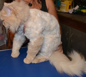 King - Persian breed, pampered by Kylies Cat Grooming Services