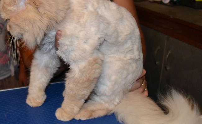 King – Persian breed, pampered by Kylies Cat Grooming Services